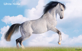 White horse running field grass - surrealism free wallpaper