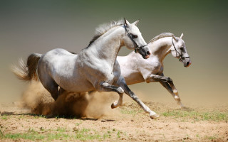 Two horses running dirt wild 2 - two horse free wallpaper