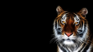 Tiger looking camera black background 3 - a tiger free wallpaper for desktop