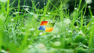 Windows logo grass dew closeup 2 - wet free wallpaper for desktop