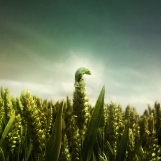 Green lizard grass field sky - ambient free wallpaper for tablet