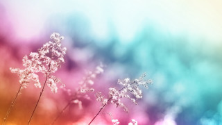 Flowers grass rainbow blurry background - blurry free wallpaper