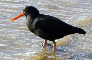 Seagull orange beak water beach - a black bird free wallpaper