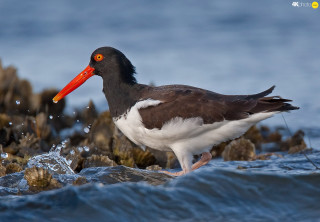 Bird orange beak rock water - bascove free wallpaper