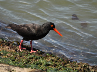 Black bird long orange beak - a black bird free wallpaper