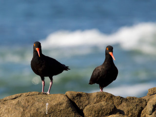 Two birds rock ocean water - foamy free wallpaper for desktop