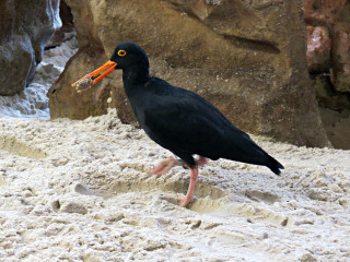 Black bird orange beak sand - a black bird free wallpaper