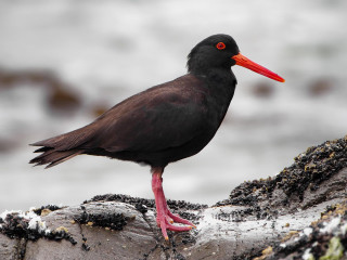 Black bird red beak rock 2 - bascove free wallpaper