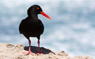 Black bird red beak rock - a black bird free wallpaper