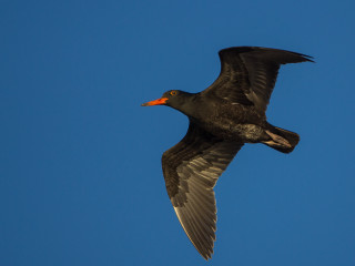 Bird flying blue sky red - free bird wallpaper