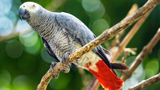 Parrot perched branch tree blurry - primitivism free wallpaper