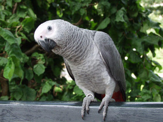 Parrot perched on ledge tree - a ledge in front free wallpaper