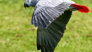 Bird red grey wing flying - grey free wallpaper