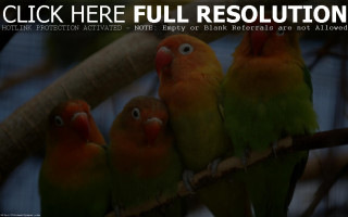 Birds branch group animal photography - available free wallpaper