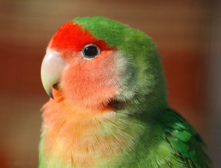 Colorful bird red head green - upper free wallpaper