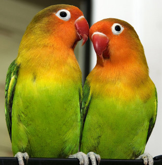 Colorful birds perch orange green - the other free wallpaper for tablet