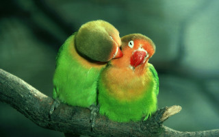Two green orange birds sitting 2 - each others eye free wallpaper
