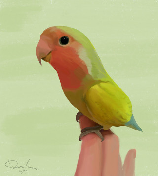 Bird perched hand green pink - a bird free wallpaper for tablet