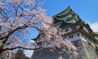 Tall building tower tree flowers - flower in front free wallpaper