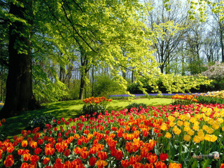 Field flowers trees blue sky 2 - nature free wallpaper