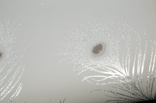 White wall water drops black - earnst haeckel free wallpaper