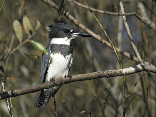 Bird sitting branch tree leaves 6 - incoherent free wallpaper