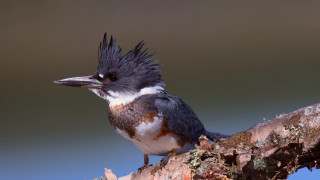 Bird mohawk sitting branch tree - a mohawk free wallpaper