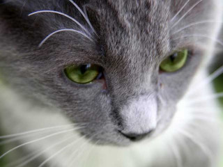 Cat green eyes closeup blurry 2 - a close up of a cat free wallpaper