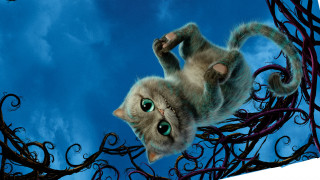 Cat flying paws ground eyes - a cat free wallpaper