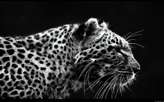 Leopard black white photo face - a white spot free wallpaper