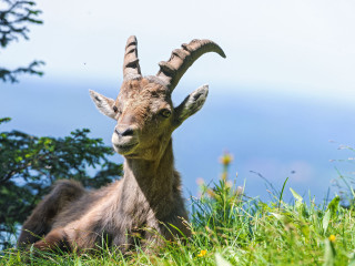 Goat long horns laying grass - a goat free wallpaper