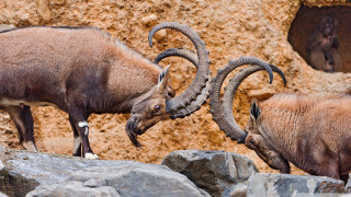Two rams fighting rocky area - a rocky area free wallpaper