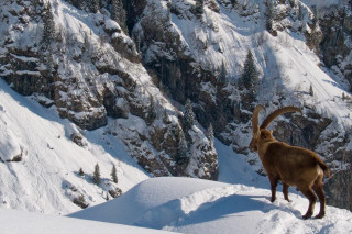 Mountain goat snowy mountain camera - a snowy mountain top free wallpaper