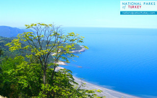 Beach tree hilltop nationalparks turkey - national free wallpaper