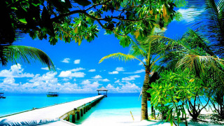 Tropical pier beach palm trees - palm tree and a boat free wallpaper