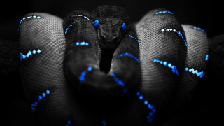 Blue black snake head turned 5 - snake free wallpaper