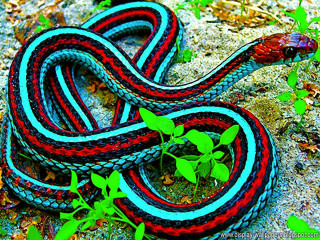 Colorful snake green leaves striped - its body free wallpaper
