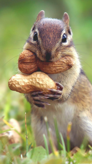 Squirrel eating nut grass mouth - open free wallpaper for mobile