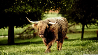 Long haired bull horns field - a few cow free wallpaper
