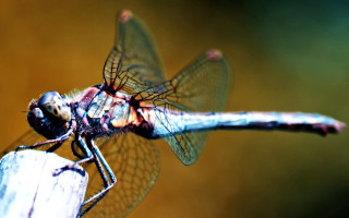 Dragon fly wooden post blurry - arie smit free wallpaper