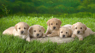 Puppies blanket grass heads paws - their paw free wallpaper