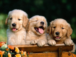 Three puppies wooden box open - three puppy free wallpaper