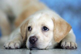 Puppy laying sad looking camera - melting free wallpaper