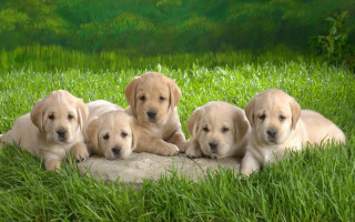 Puppies rock grass adorable nature - a group of puppies free wallpaper