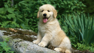 Puppy sitting rock forest tongue - a puppy free wallpaper