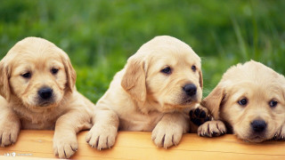 Three puppies sitting on wooden - three puppy free wallpaper