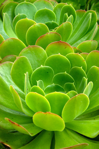 Green plant closeup leaves stalk - free nature wallpaper for mobile