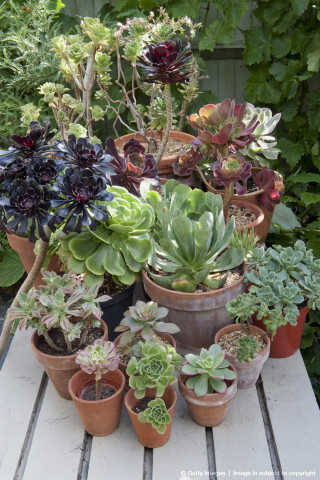 Potted plants table garden fence - maximalism free wallpaper for mobile