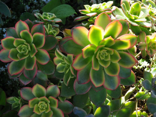 Green red plants garden leaves - a garden area free wallpaper