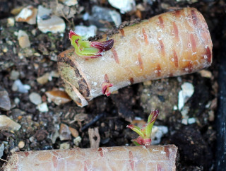 Carrots dirt ground soil vegetables - dirt free wallpaper